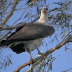 _800Mt Borradaile - Cooper Creek_5748_m_White-belliedSeaEagle